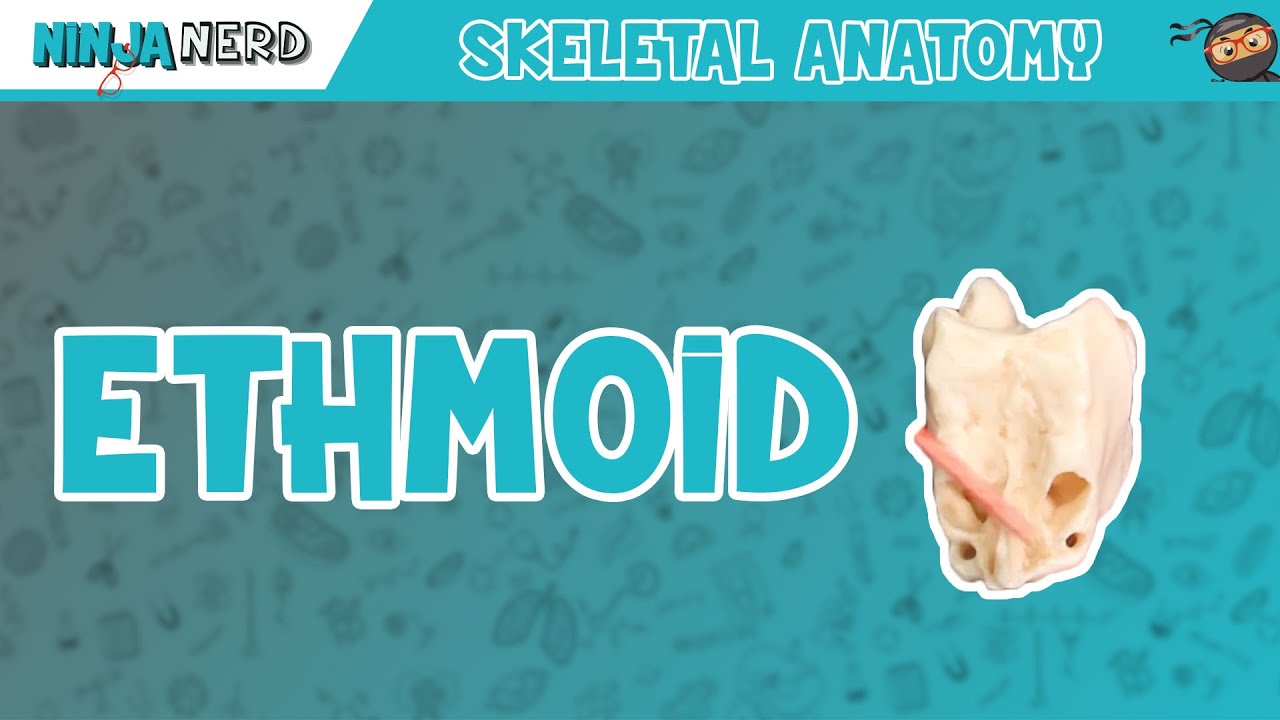 Ethmoid Bone Anatomy