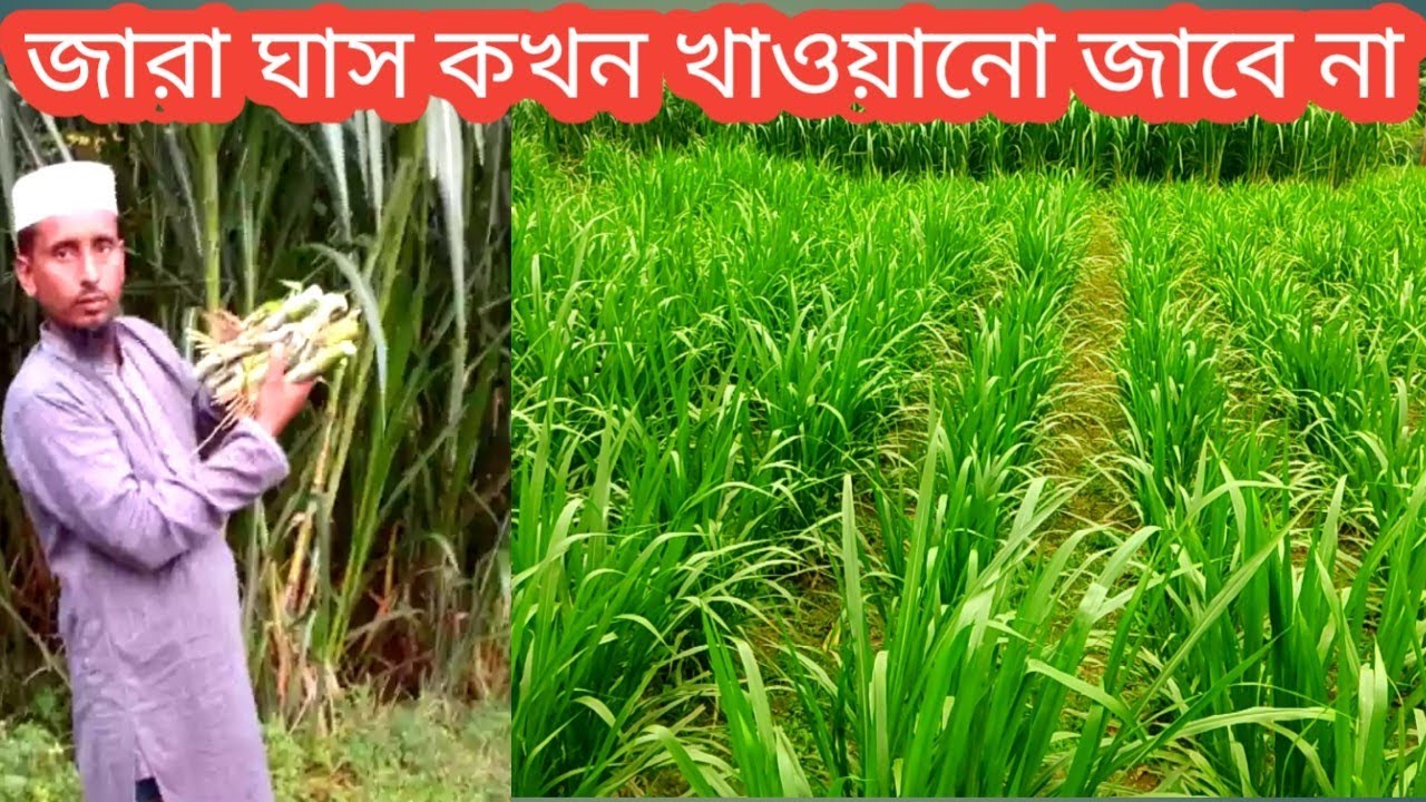 জারা ঘাস কখন খাওয়ানো যাবে না,কেন যাবে না,খাওয়ালে কি ক্ষতি হতে পারে/zara Hybrid grass cultivation