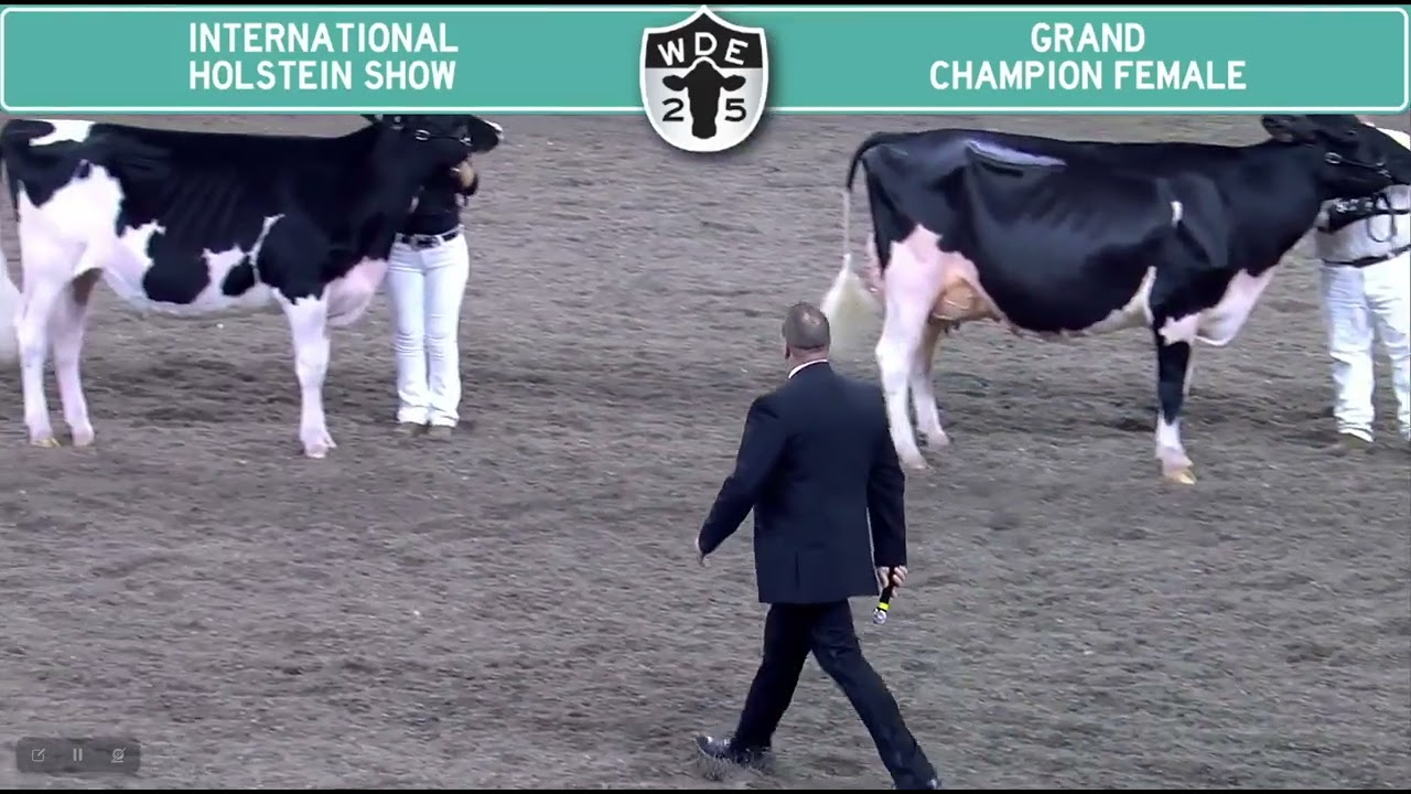 Grand Champion Holstein WDE 2025