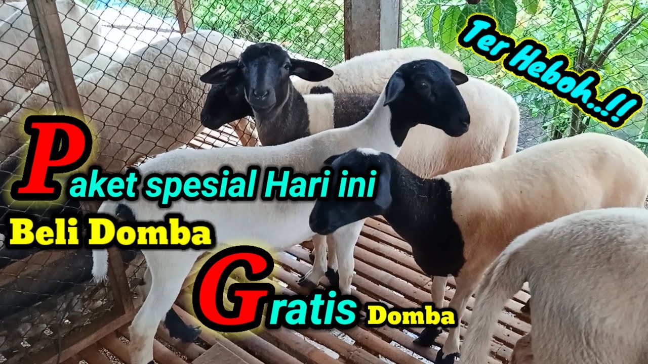 REVIEW HARGA DOMBA DORPER F1, F2 SPESIAL KEJUTAN GRATIS DOMBA 