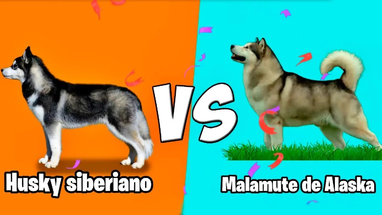 Husky siberiano vs Malamute de Alaska   Quien Gana