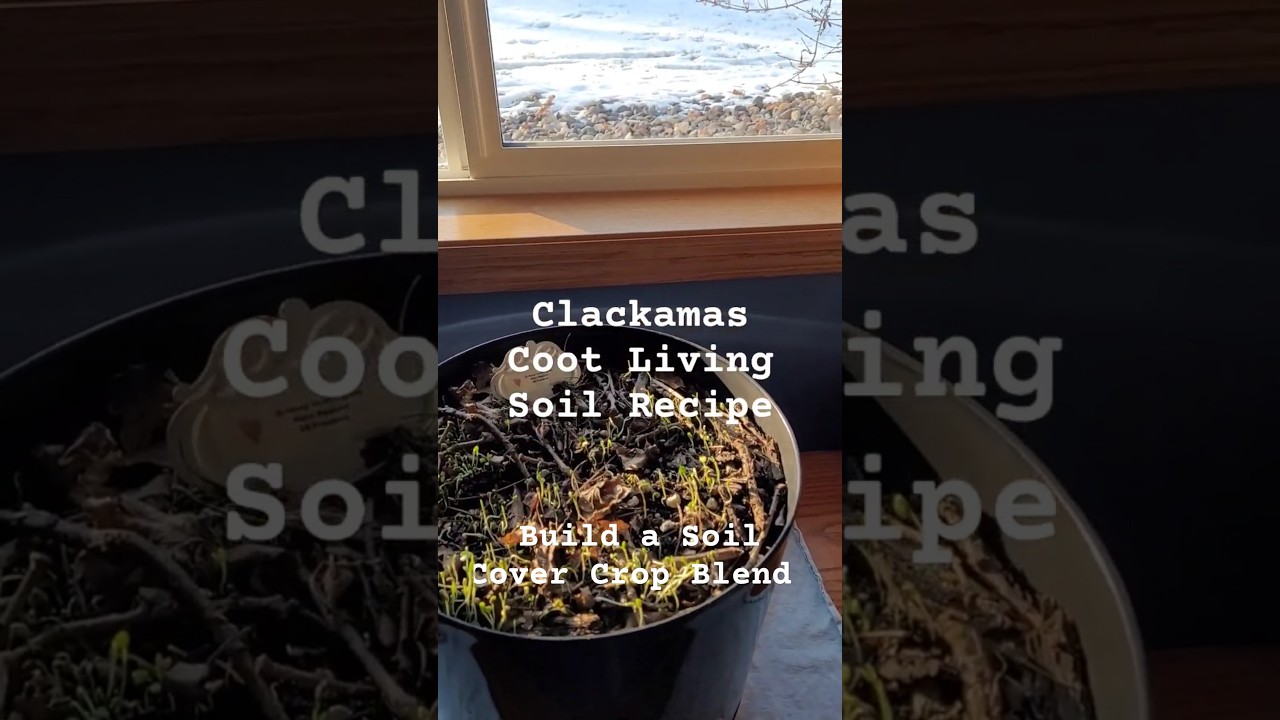 Indoor Tabletop Home Cannabis Grow with Living Soil - Clackamas Coot's Recipe - Nancy's Own Strain