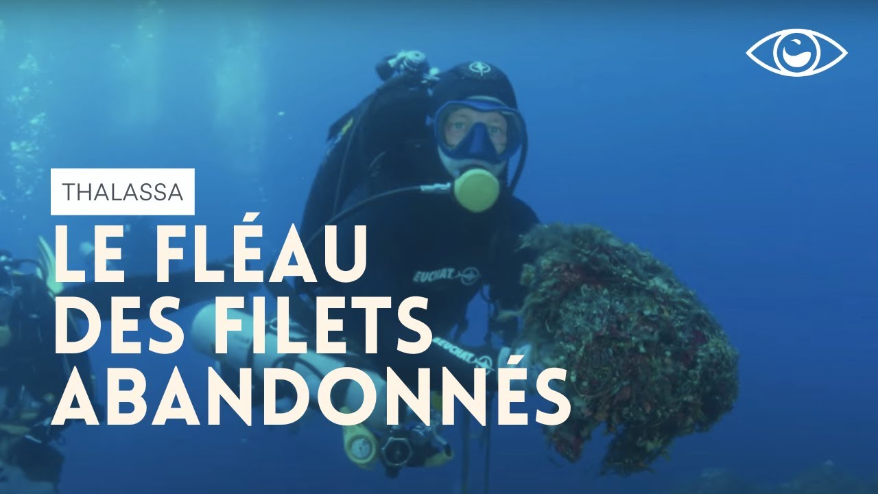 [ACTU] Que deviennent les filets de p&ecirc;che abandonn&eacute;s en mer ? Thalassa