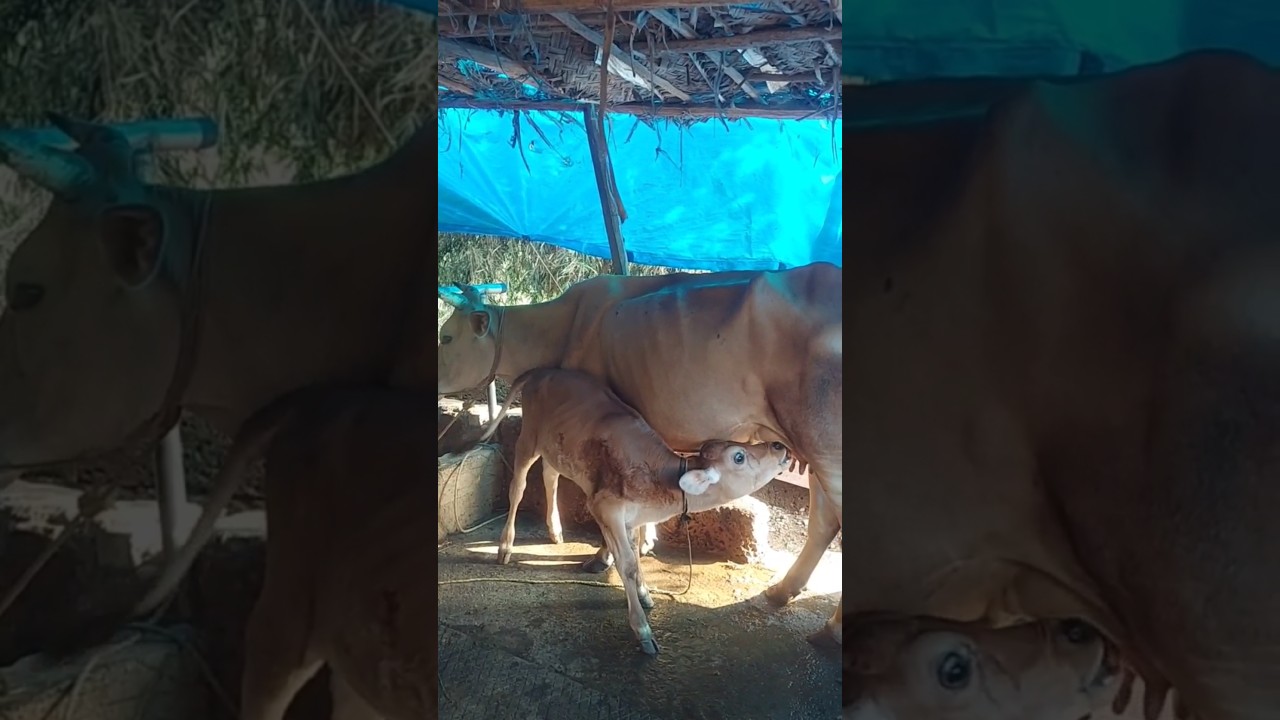 Pashu karava #cow #animalfarming