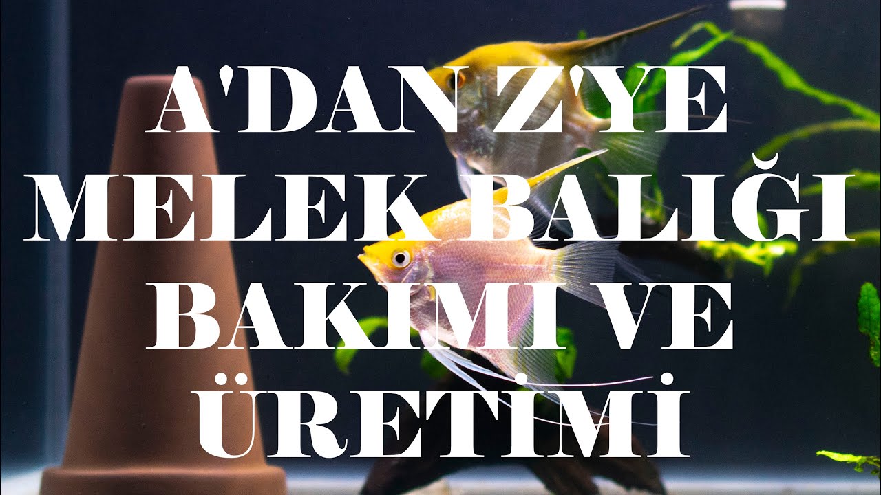 A'DAN Z'YE MELEK BALIĞI ÜRETİMİ! MELEK BALIĞI AKVARYUMDA NASIL BAKILIR? BALIK ÜRETİMİ NASIL YAPILIR?