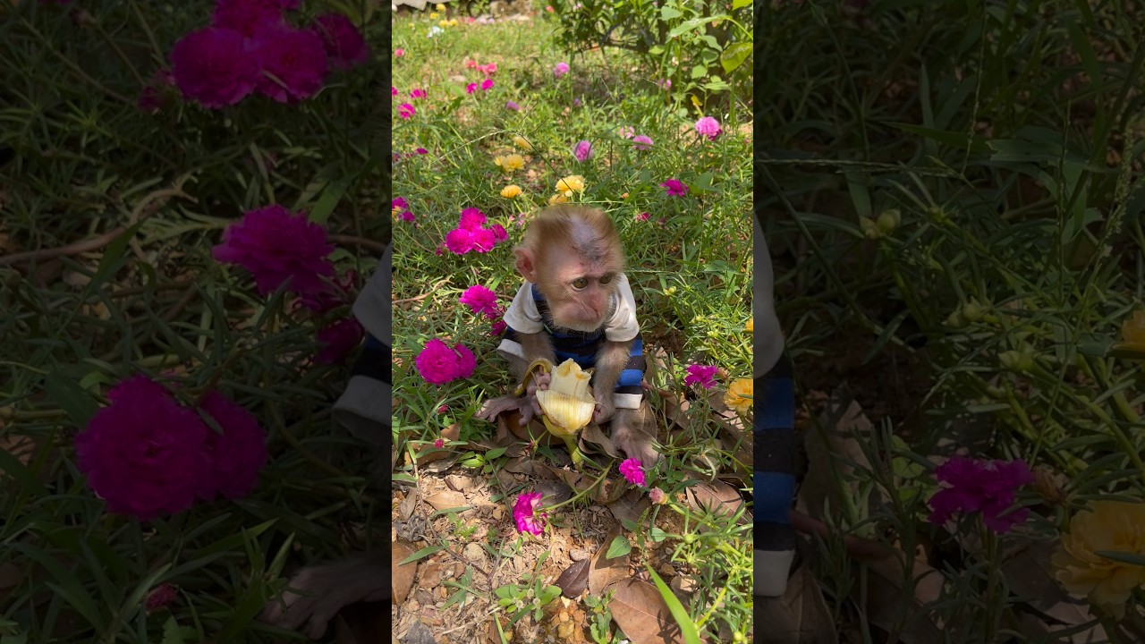 baby monkey bibi likes to eat bananas