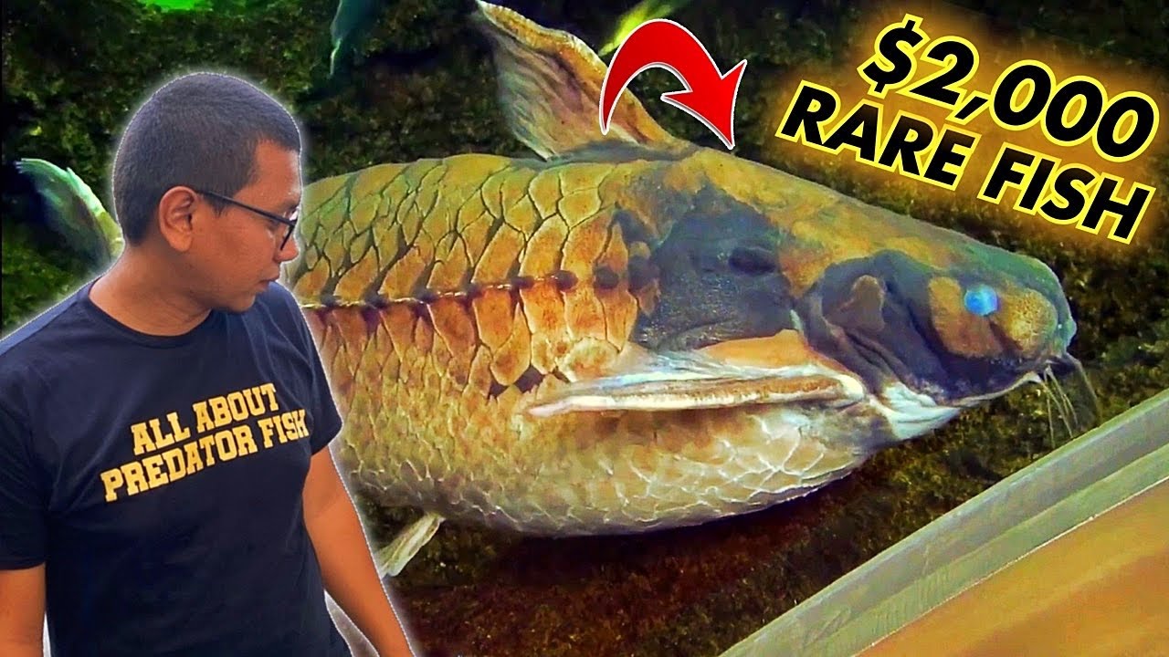 ASTAGA!! TERNYATA ADA IKAN MONSTER SEPERTI INI…
