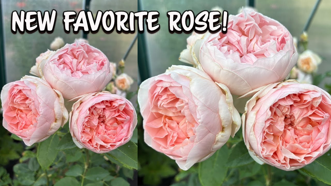 I have a New Favorite Rose! Garden Update