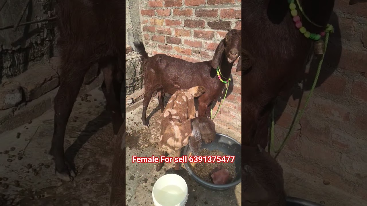 mashallah for sell ke liye available hai sirohi female loded hai 1.19 din ki 