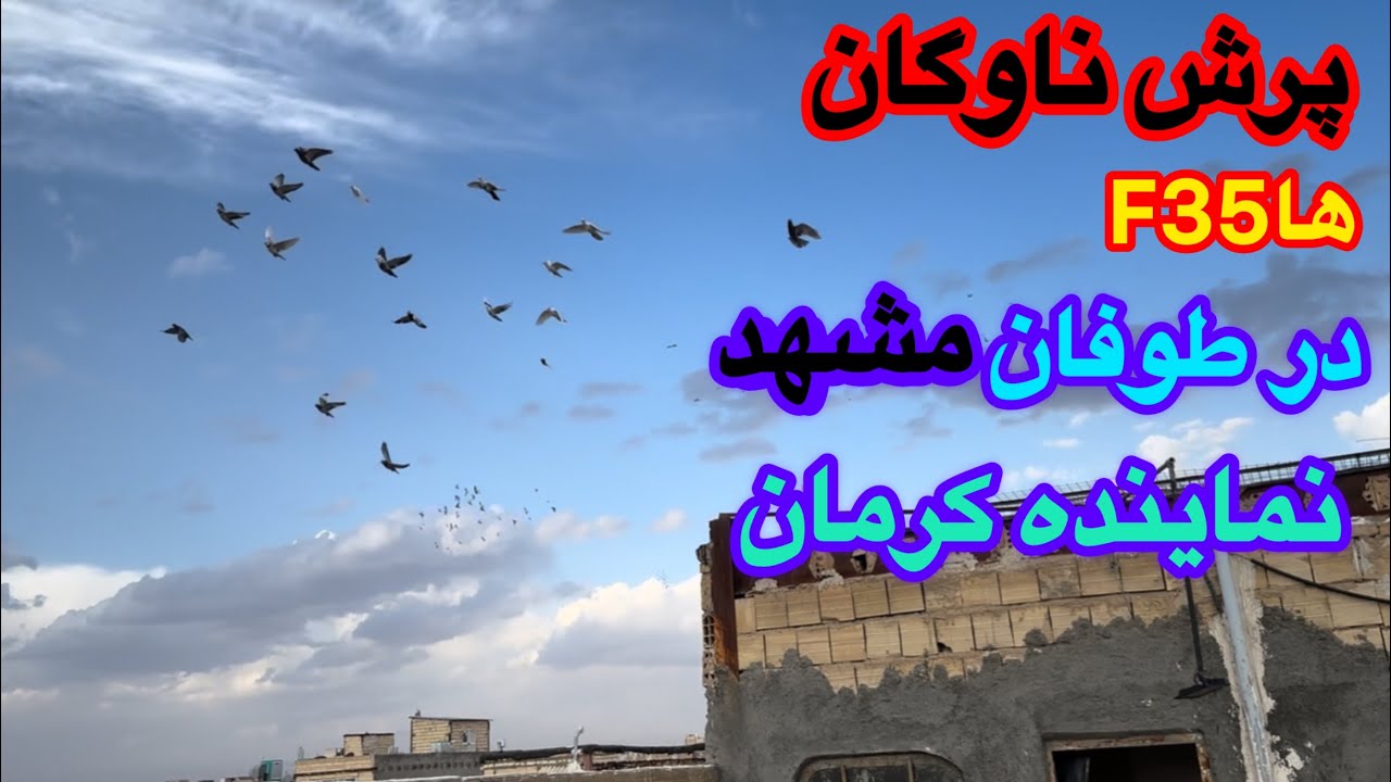 پرش ناوگان و پرویز در طوفان شدید!طوقی در باد شدید 