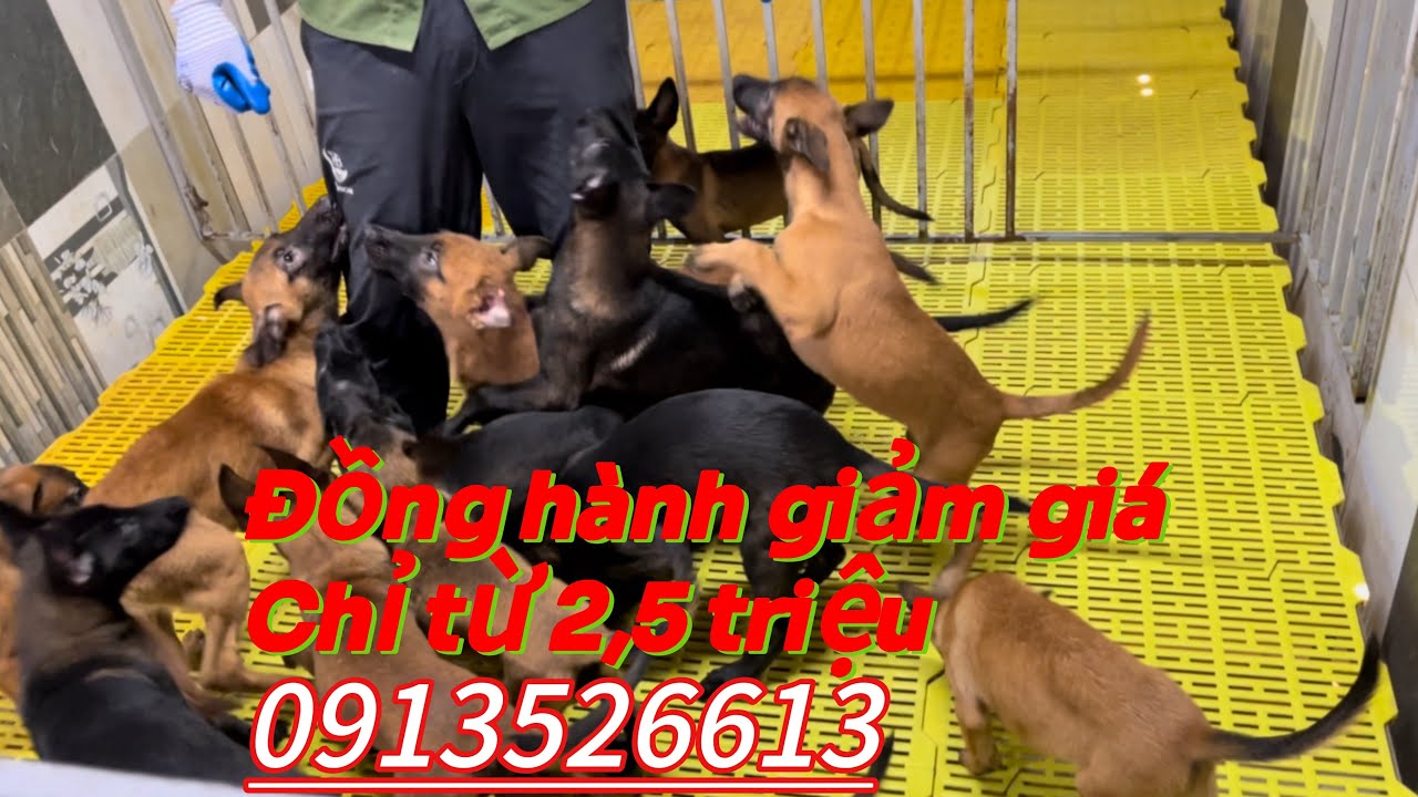 Chó con Malinois Becgie Bỉ  Tri ân giảm giá cho các bác đam mê.#huanluyencho #chobecgiebi #malinois 