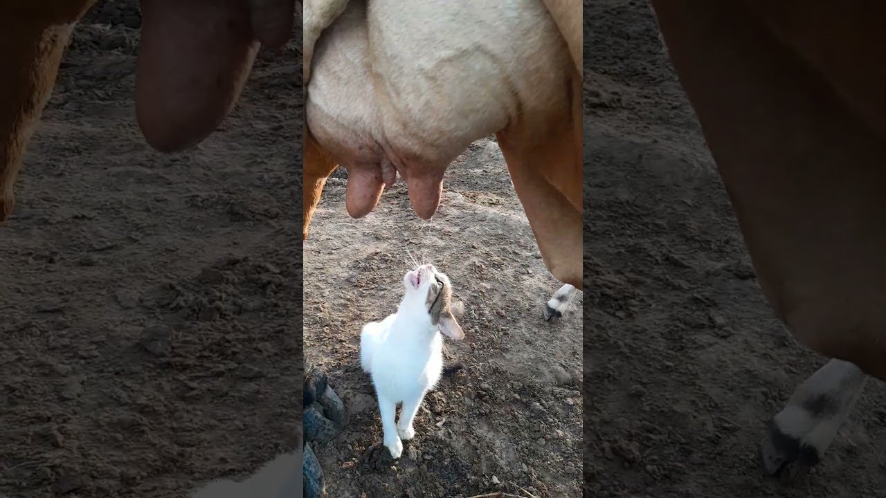 Cat Thirsts For Fresh Cow Milk || ViralHog