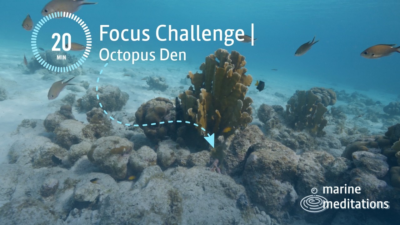 Focus Challenge | Octopus Den Under Fire Coral | Observe Wildlife for Mental Refresh