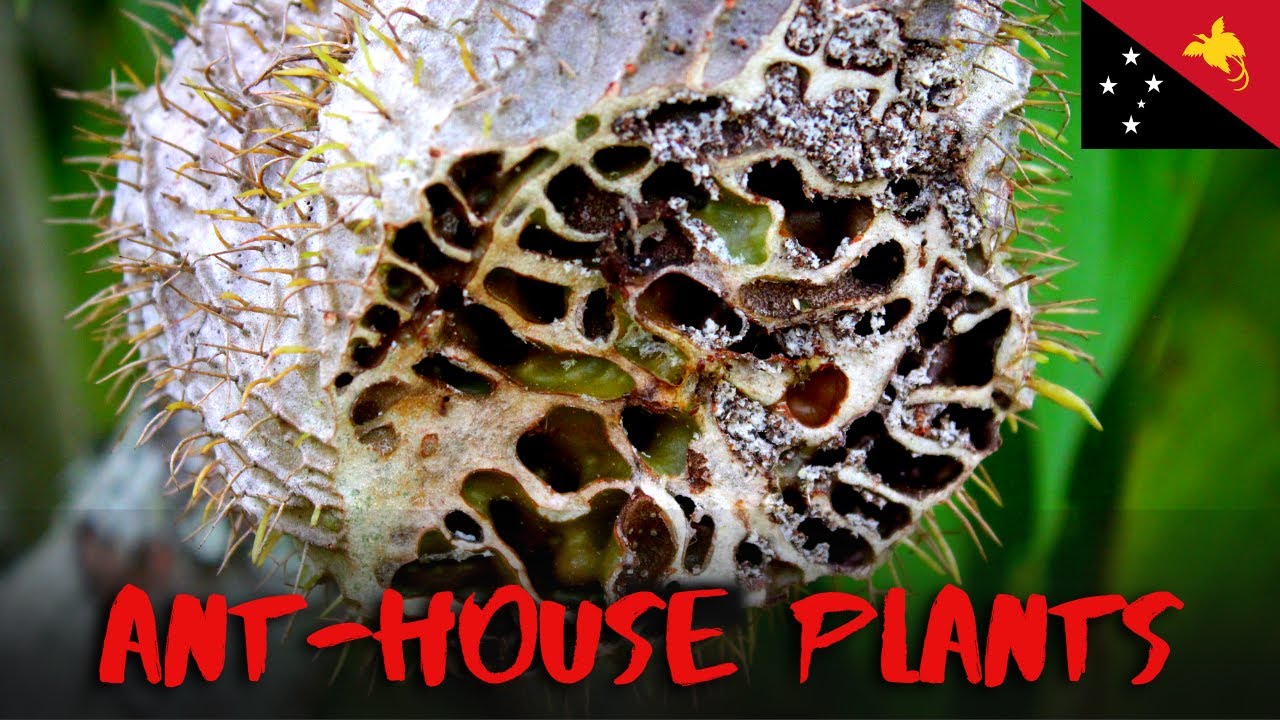 Myrmecodia - The Jungle Ant-Hive Plant  |  Plants of Papua New Guinea