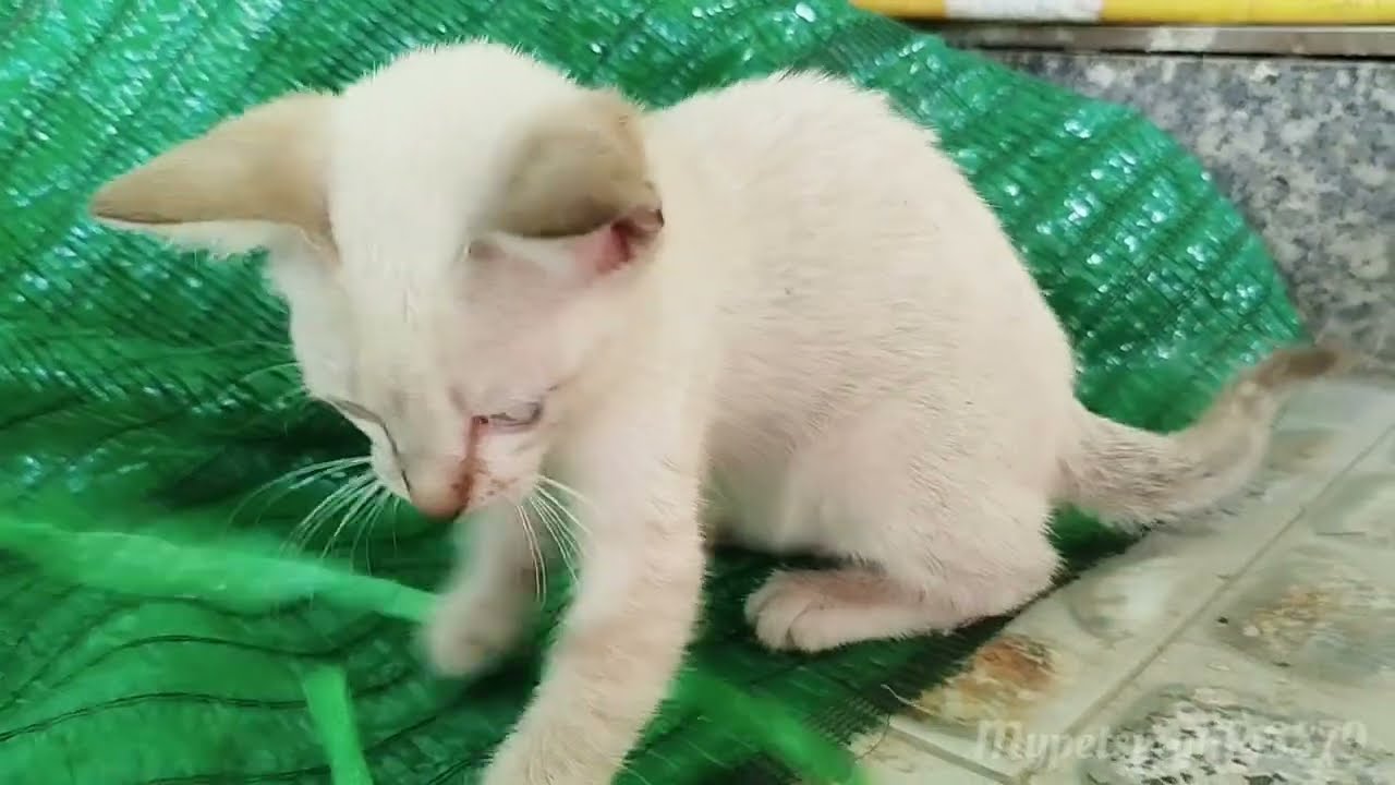 The Little Kitten Finds Its Own Fun