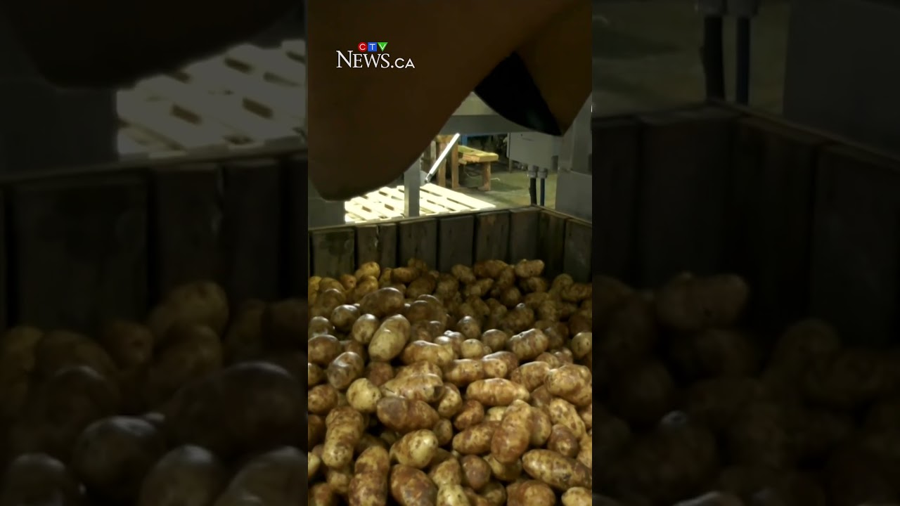 Торговое соглашение принесет пользу канадским производителям картофеля.