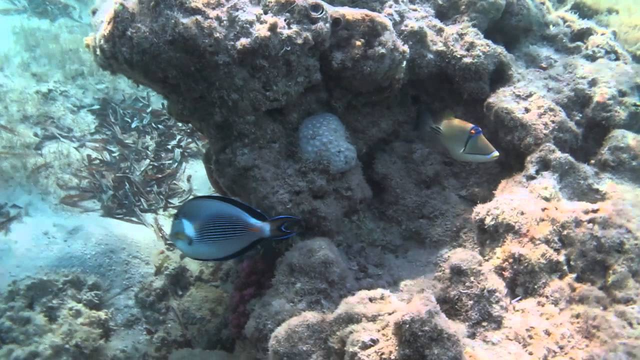 Dykketur R&oslash;de Havet, Egypt, 2014