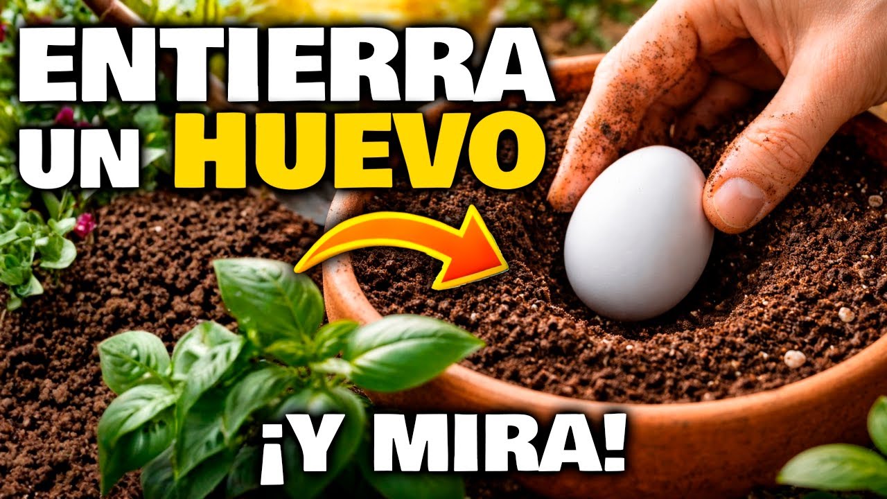 ENTIERRA un HUEVO y MIRA QUÉ OCURRE!! 🥚 Abono Casero para Plantas y Huerto Urbano