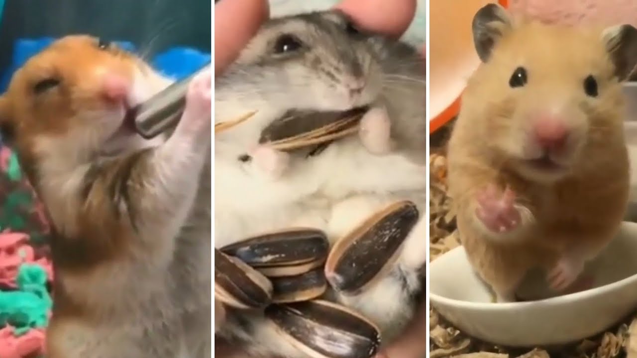 Hamster - Você vai se APAIXONAR por essas fofuras! | Animais Fofos