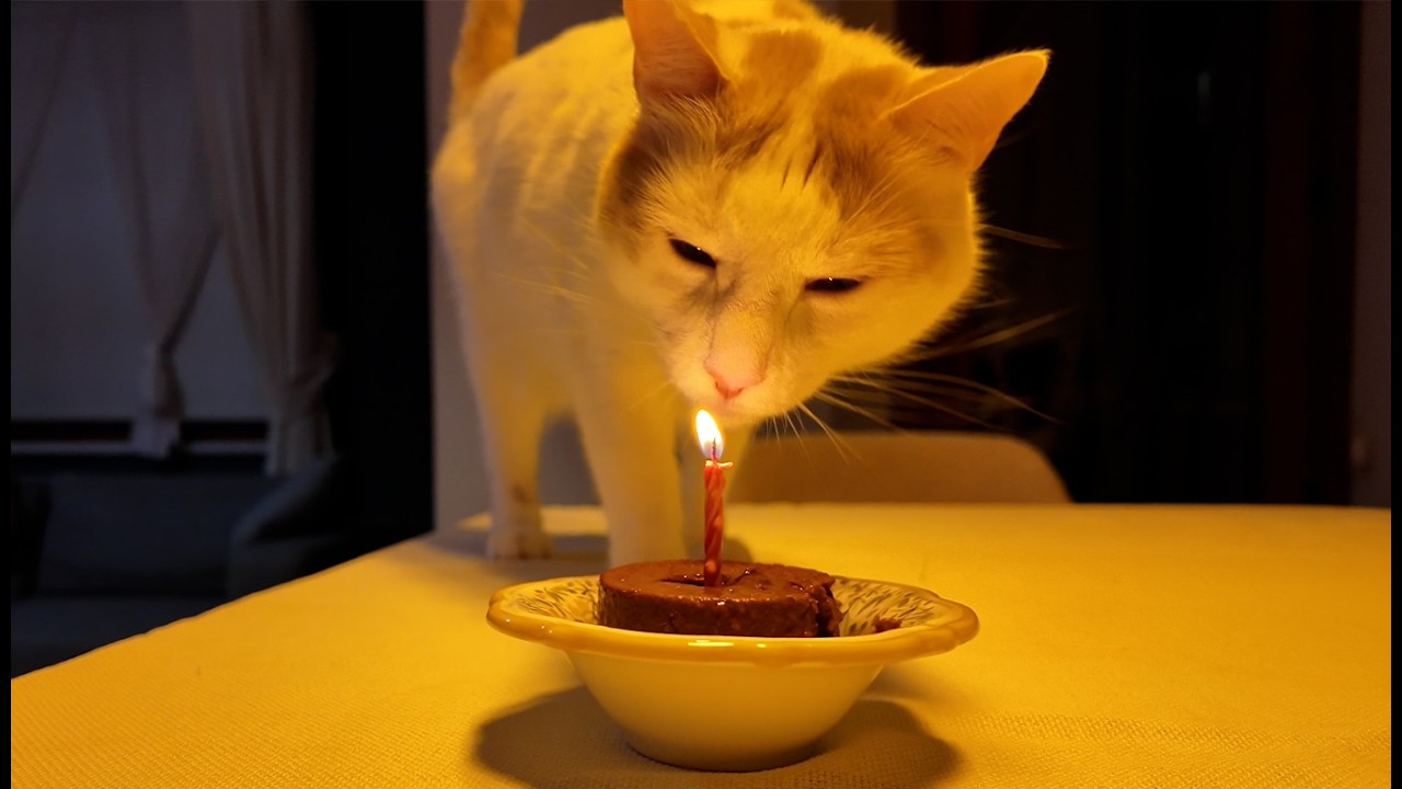 I Threw My Cat a Birthday Party and THIS Happened