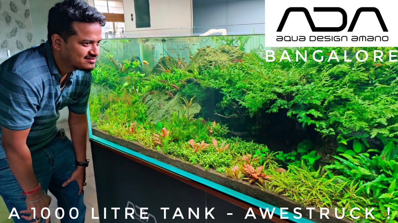 ADA BANGALORE | THE BRILLIANT 1000 LITRE TANK | THE BEST AQUASCAPES IN INDIA