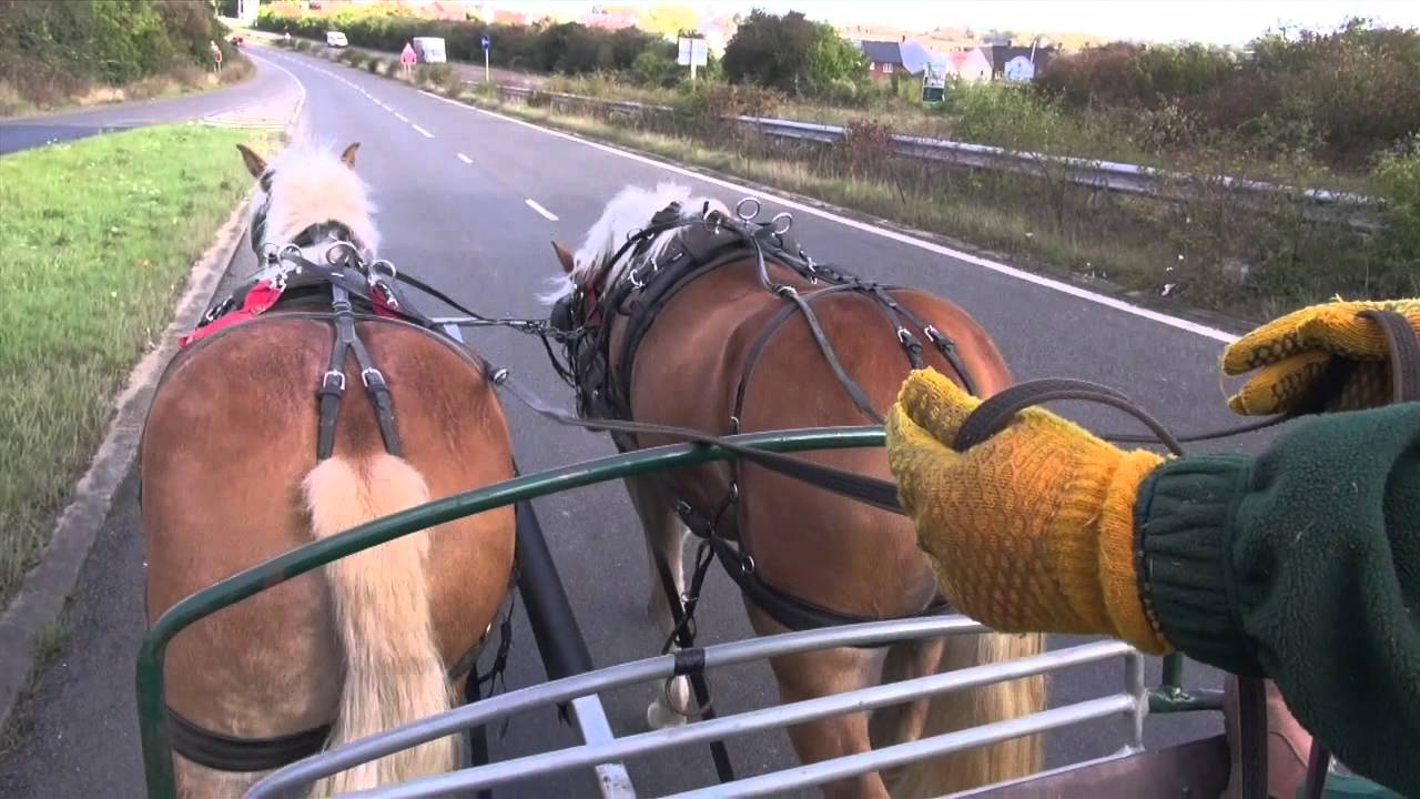 Driving a Haflinger pair | Town trip, working the opposite side of the pole
