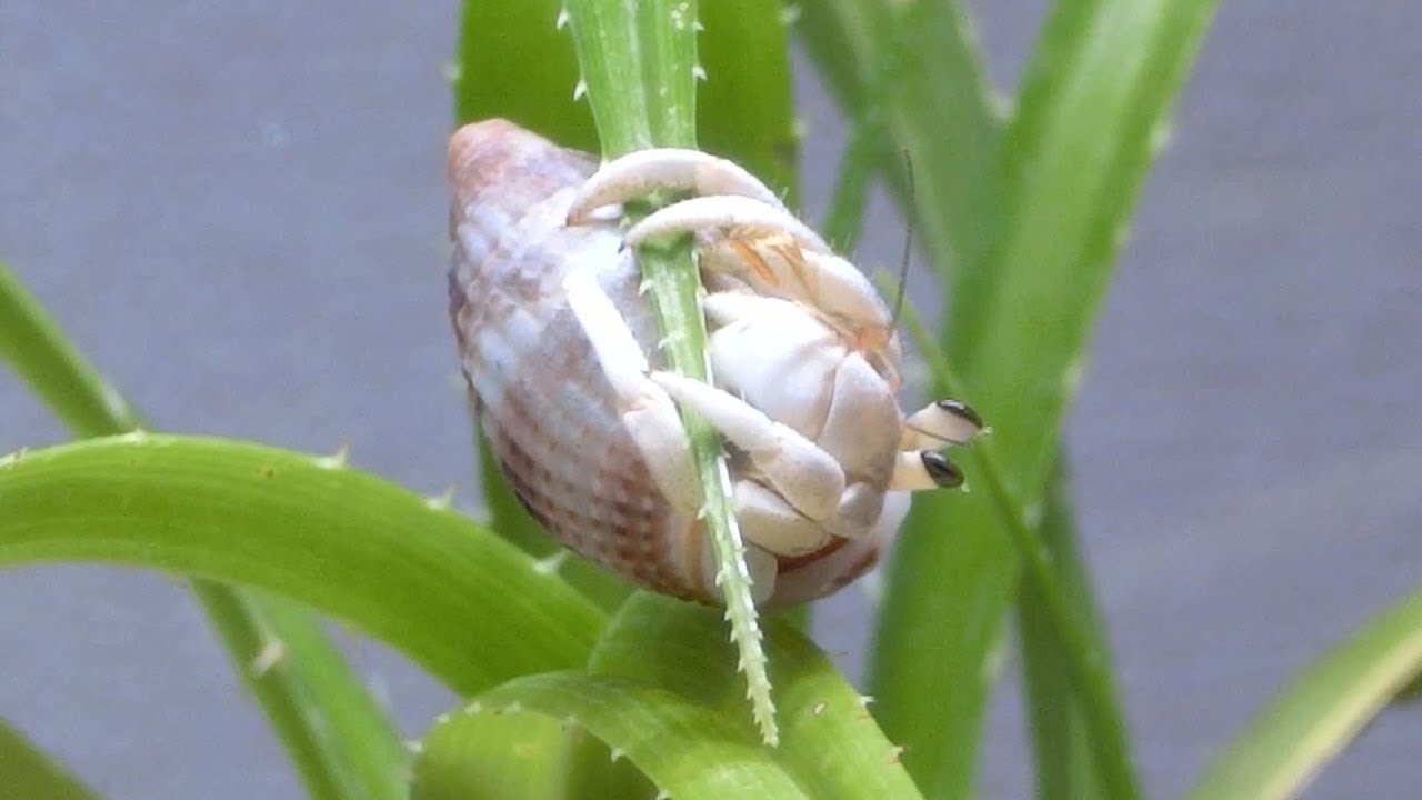 オカヤドカリ水槽立ち上げ【part3】ハマヒルガオが食べられた・・・