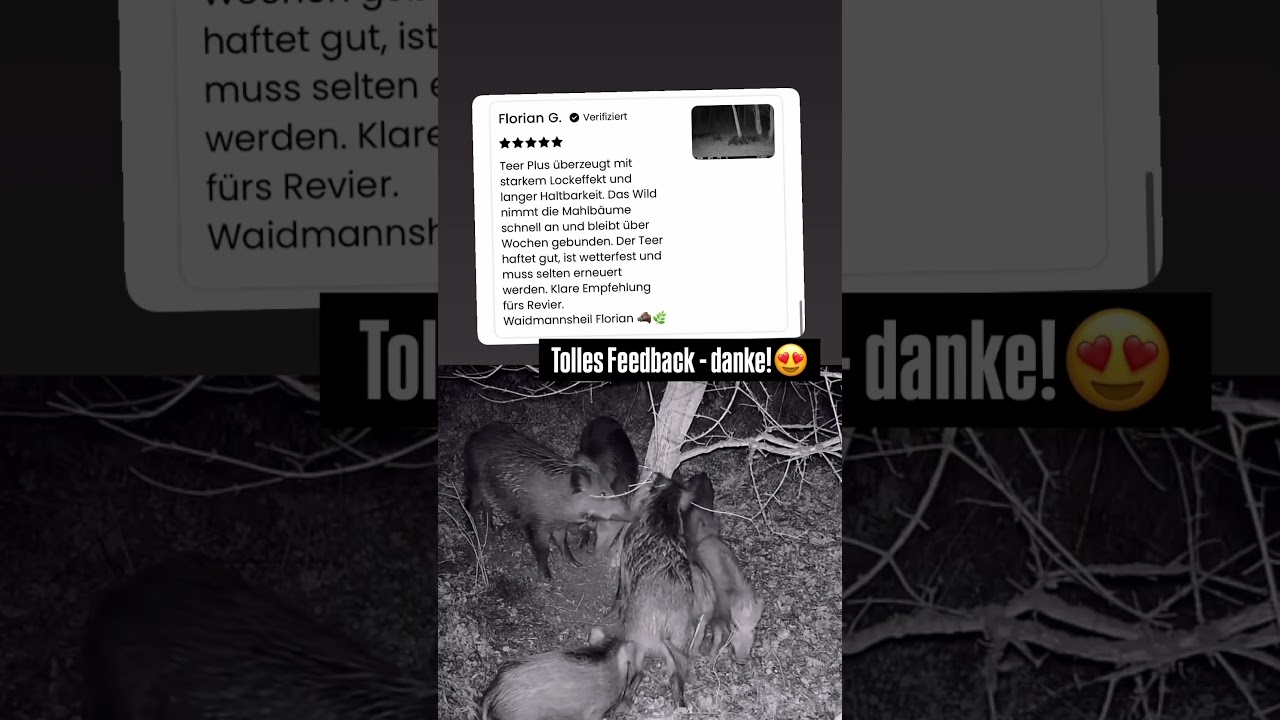 Buchenholzteer Lockmittel für Schwarzwild ⭐️🐗🌿 