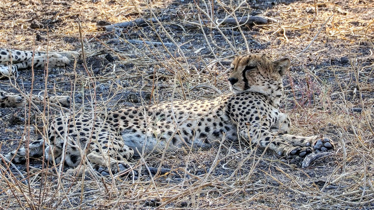 NAMIBIA, THE ENTRANCE TO ETOSHA NATIONAL PARK