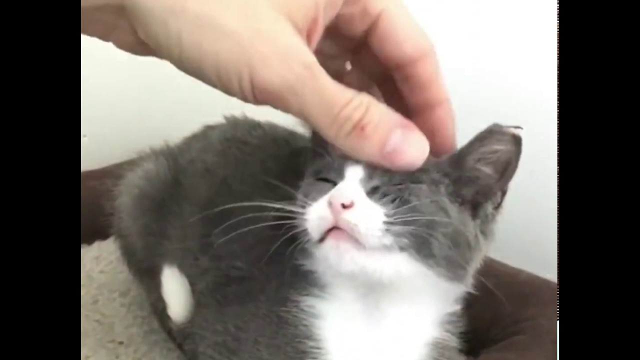 Backyard kitten finds love and can't get enough of it