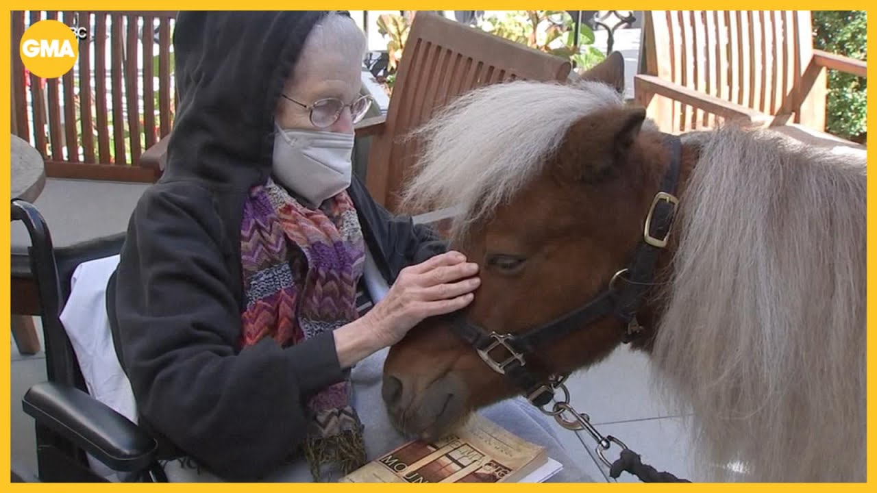 Meet the mini horses spreading joy at a retirement home