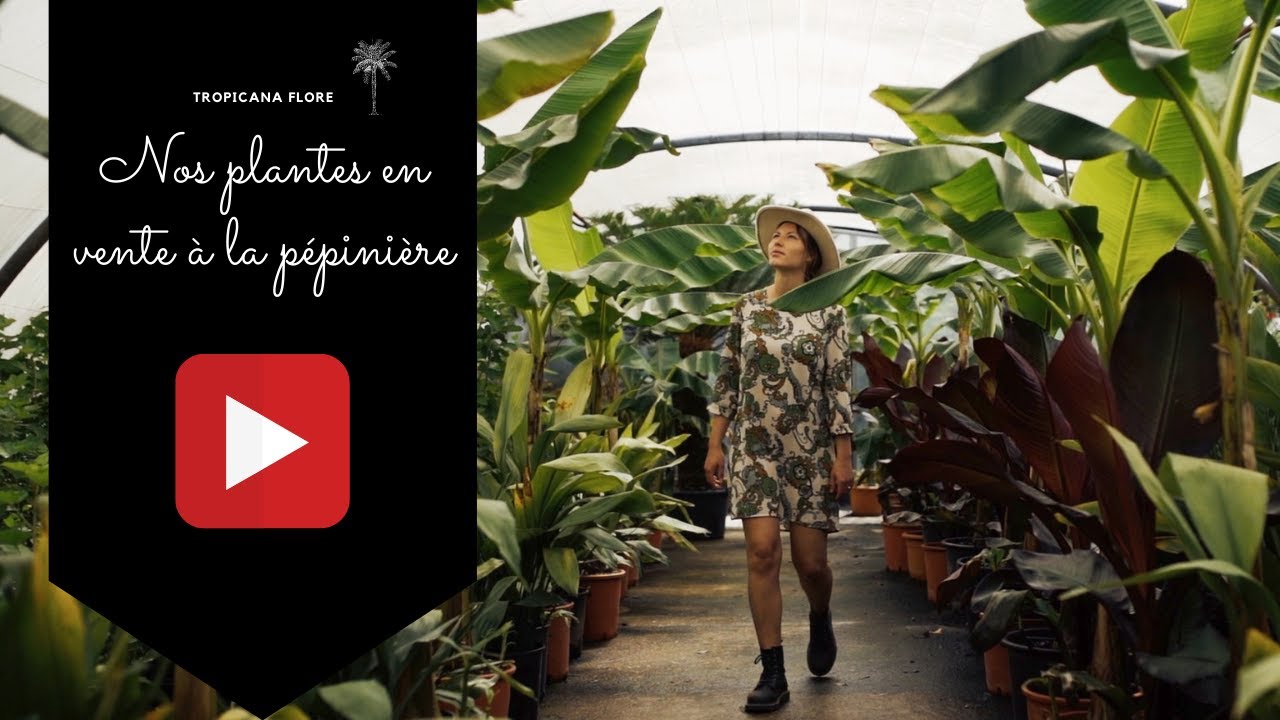 Tropicana Flore x Vente de plantes 🌱