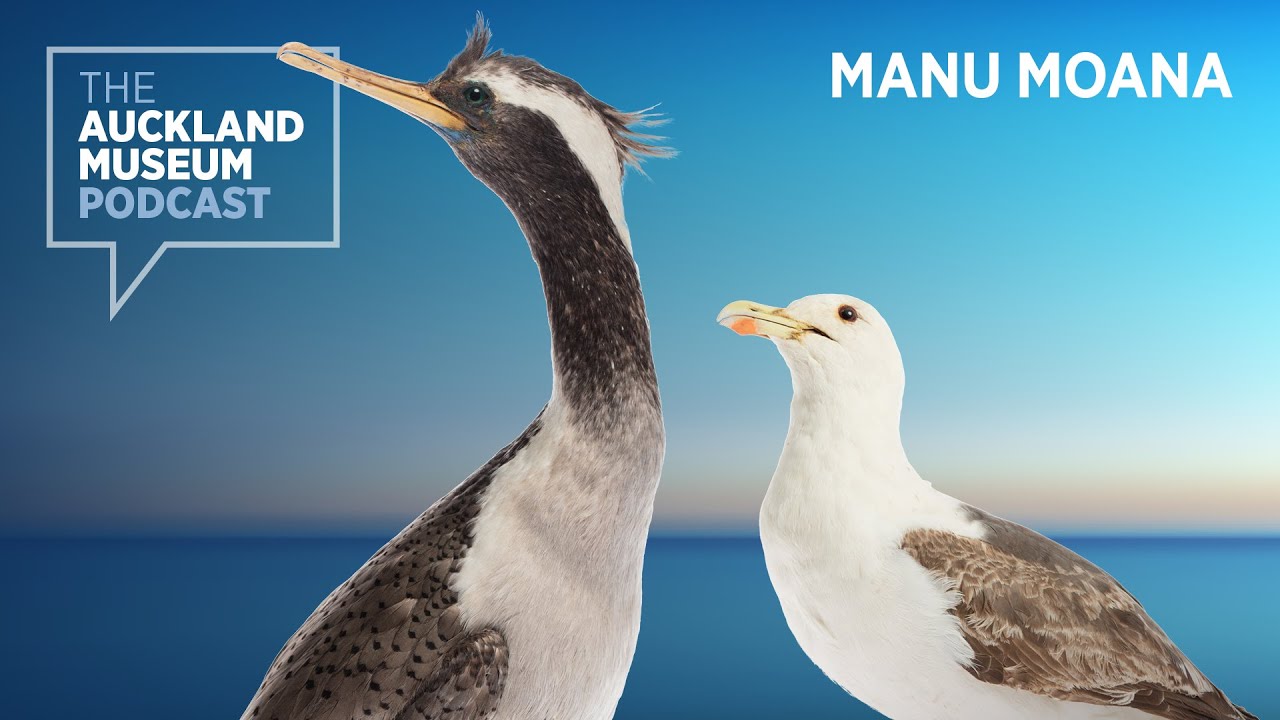 Manu Moana: a bird’s eye view