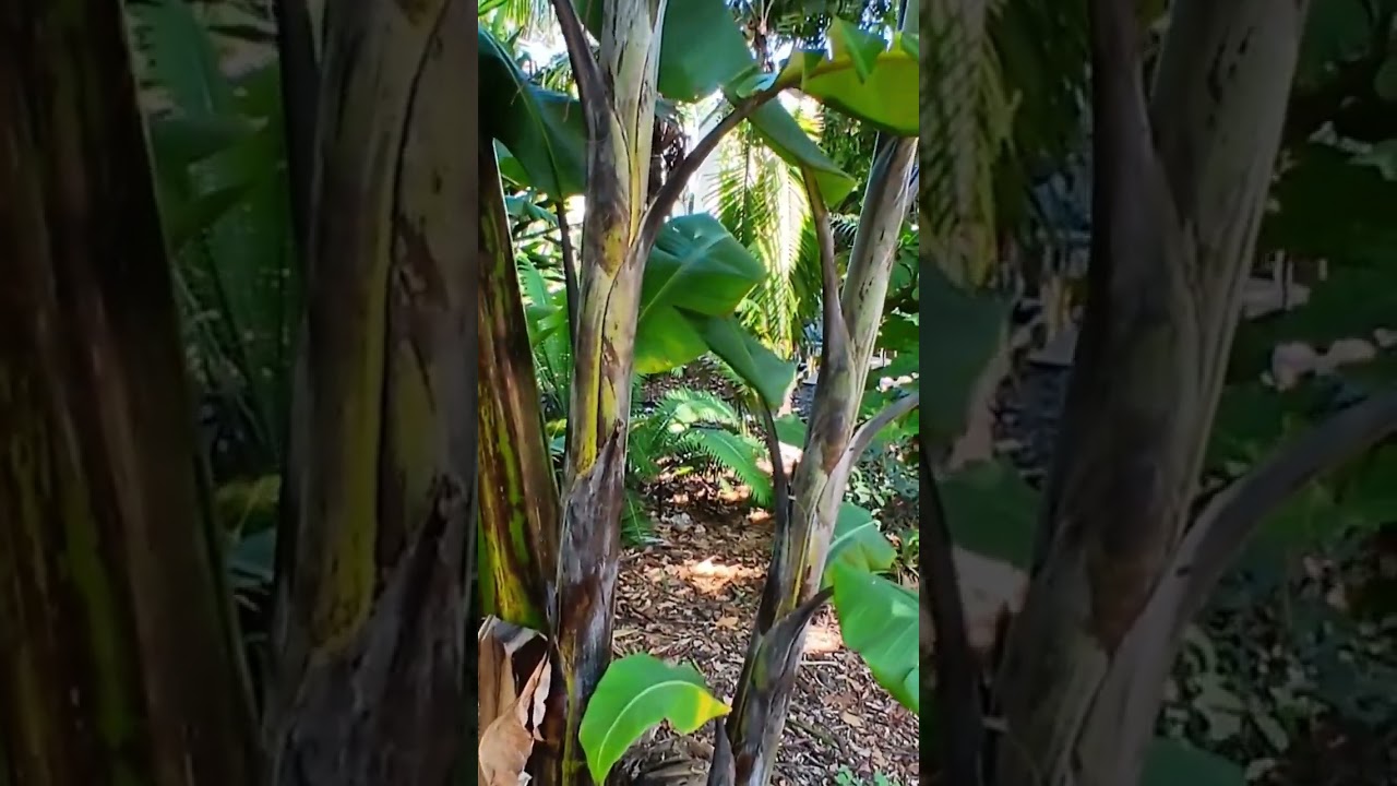 Thai Black Banana 🍌🌴 #tropicalgardens #gardens #thailand  #shorts