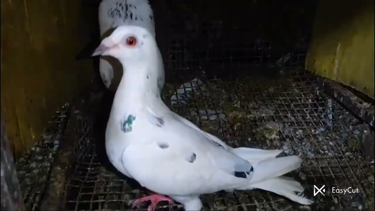 30 birds. HIGH FLYER. Contact number+917604923089