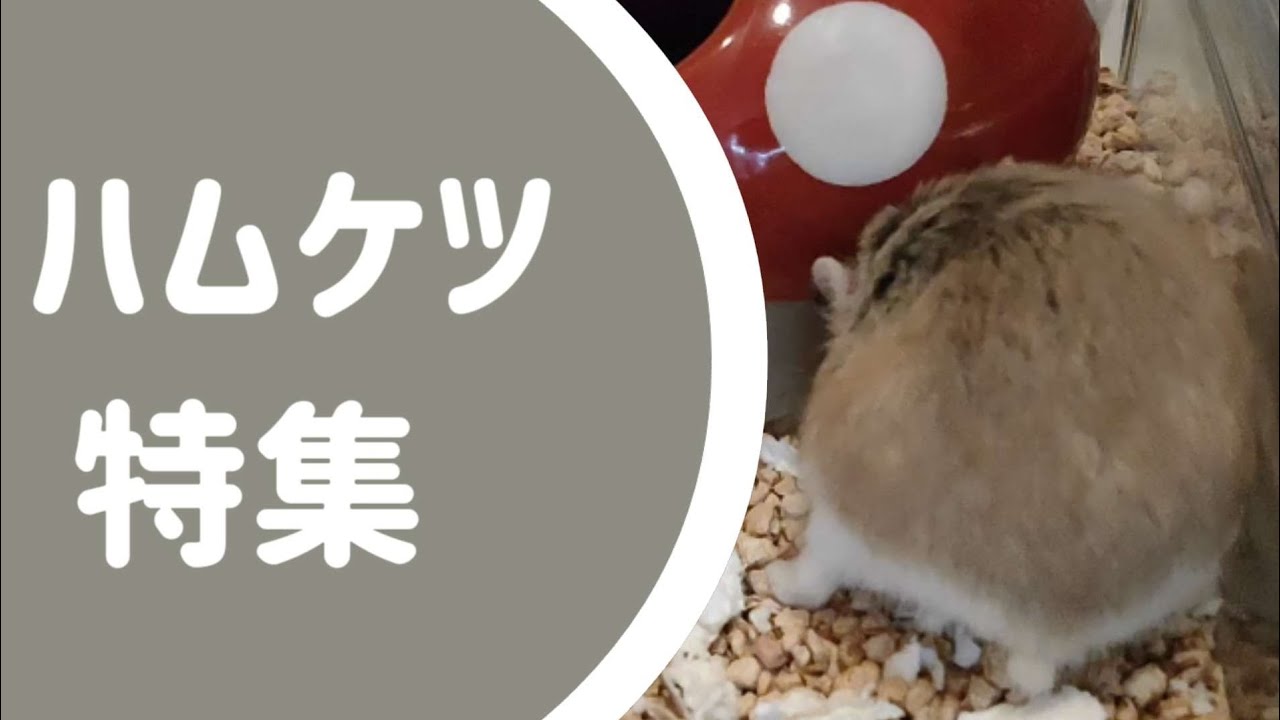 ハムケツ特集#5