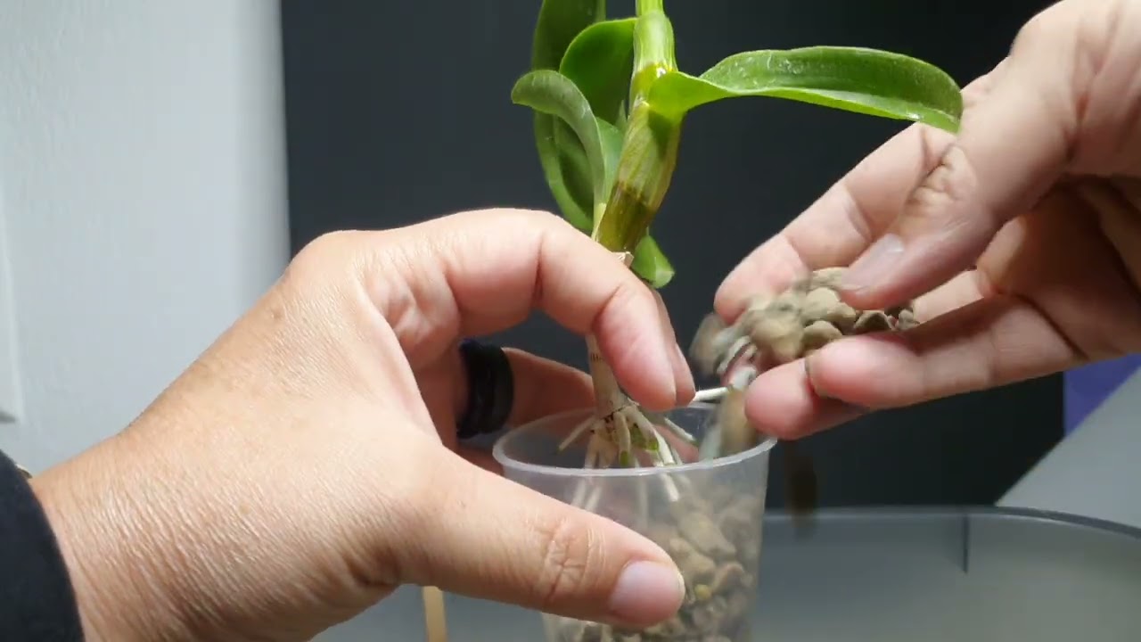 Rinvaso del keiki di dendrobium