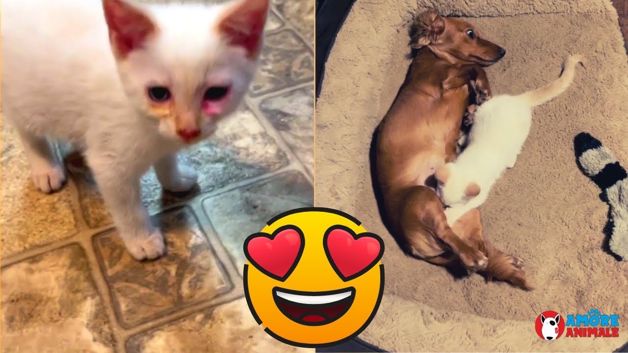Gatto in difficoltà viene salvato e affidato alle amorevoli cure di mamma bassotto