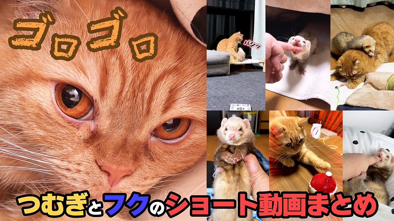 【種を超えた友情】猫vsフェレットのリアル「トムとジェリー」が激しすぎて笑うｗ日常まとめ