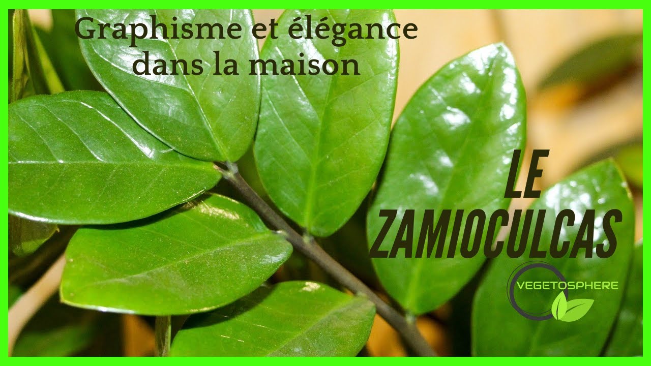 ZZ! mon Zamioculcas, #zamioculcaszamiifolia  #zamiifolia #plants #vegetosphere #zz