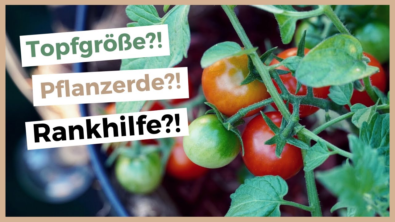 Die 11 wichtigsten Tipps für ertragreiche Balkon-Tomaten 🌱🍅 Tomaten im Topf pflanzen!