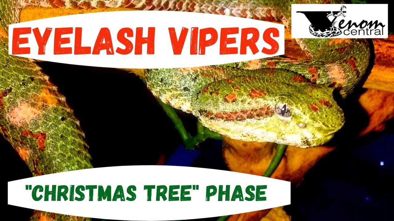 Eyelash Vipers Variable Color Phases | Venomous Vipers Holiday Colors
