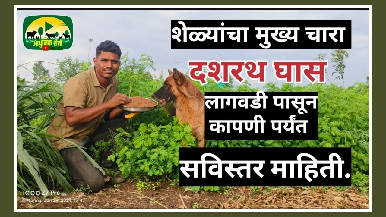 दशरथ घासा शिवाय शेळीपालन होऊच शकत नाही. #farming #goat
