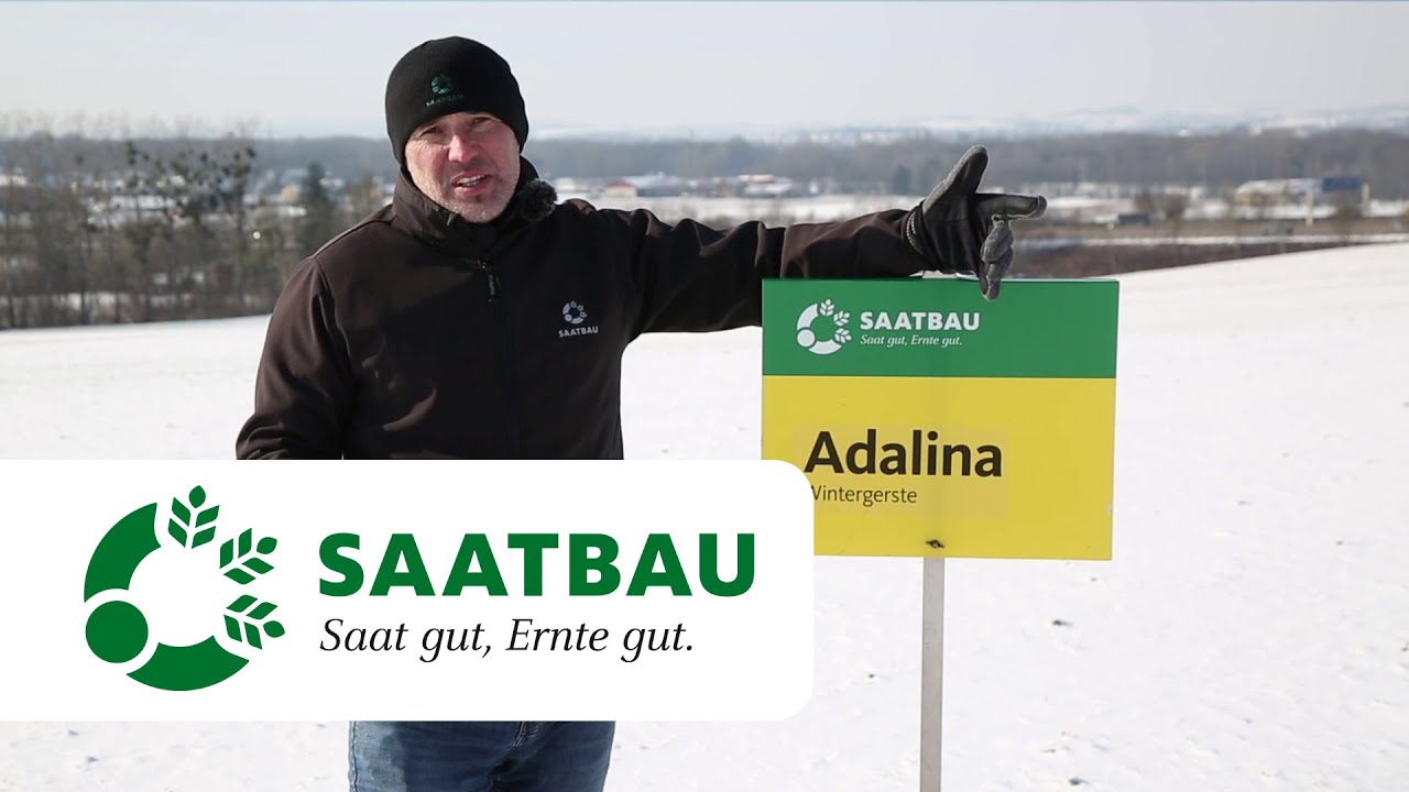 Wintergerste Bestandesführung Februar 2021 | SAATBAU LINZ