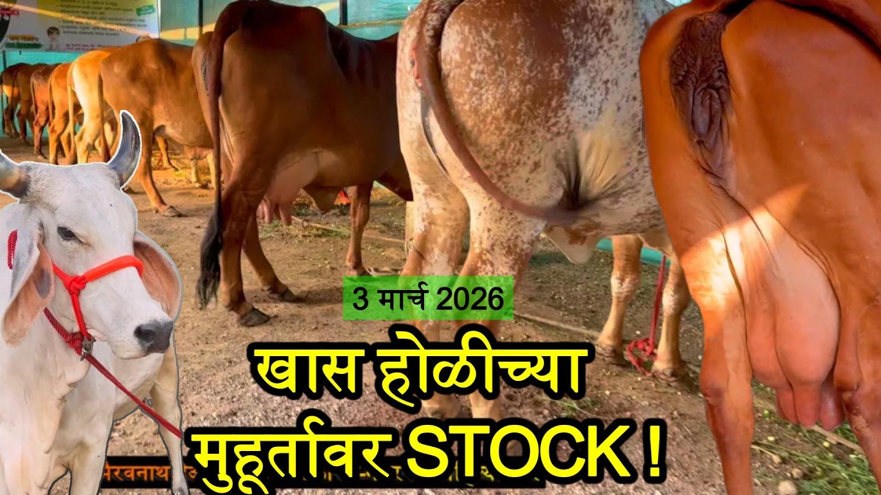 महाराष्ट्रातील सर्वात मोठा गिर गाय डेअरी फार्म ! Gir cow for sale in Maharashtra 2026 #gircowforsale
