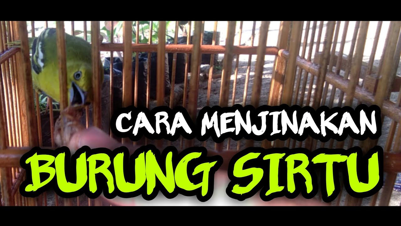 cara menjinakan burung sirtu/sirfu dengan cara metode terapi lapar
