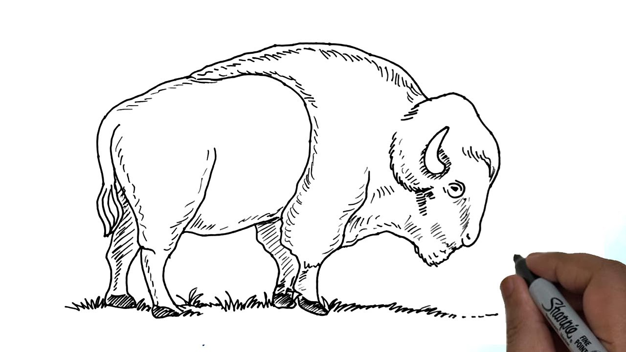 American Buffalo Drawing
