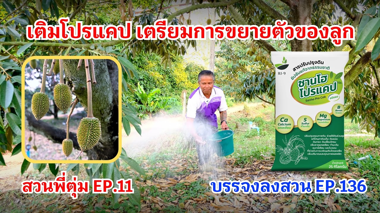 #กวินบินได้ EP.557 เติมโปรแคป เตรียมการขยายตัวของลูก สวนพี่ตุ่ม EP.11 #บรรจงลงสวน EP.136