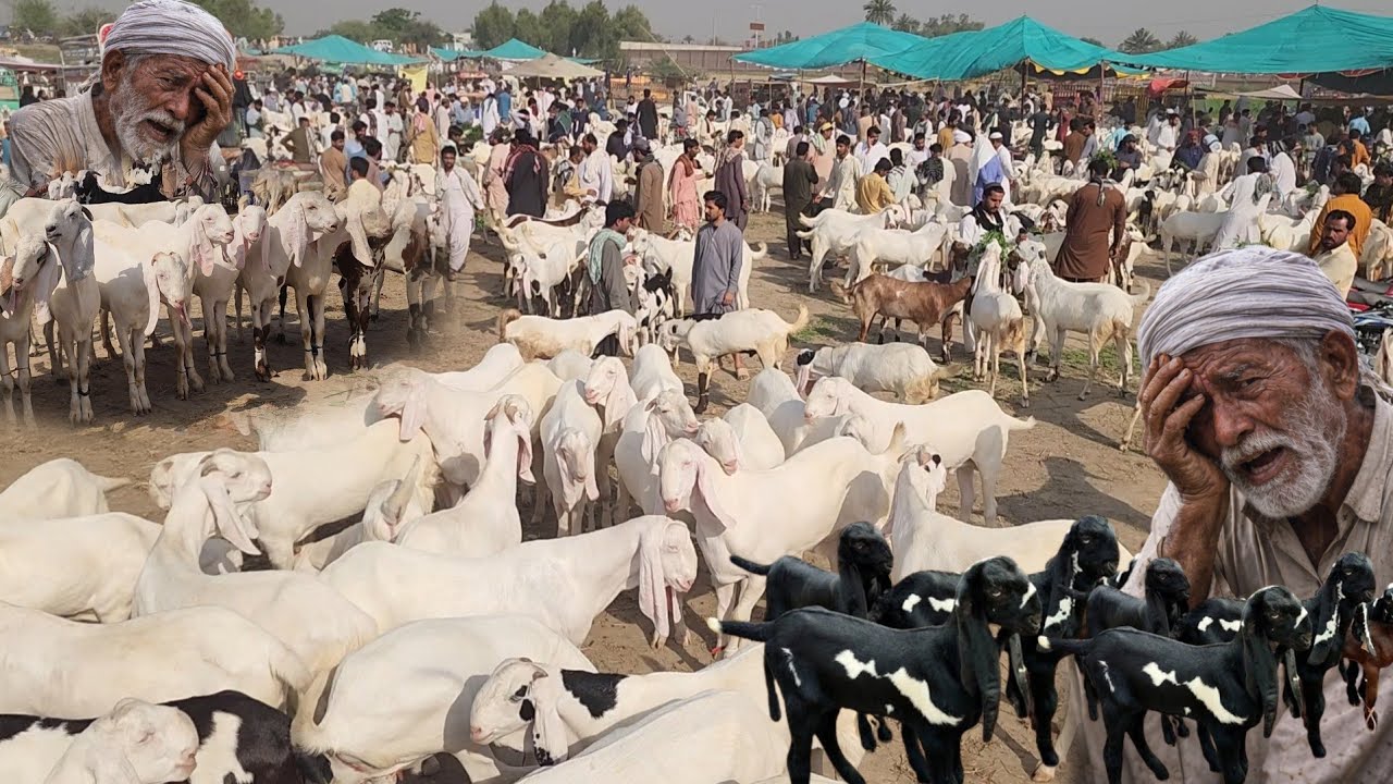 6 April 2026 Rajanpur Punjab Badi Bakre Mandi Pakistan راجن پور بکرا منڈی khredar ghaieb 10 hzar se 