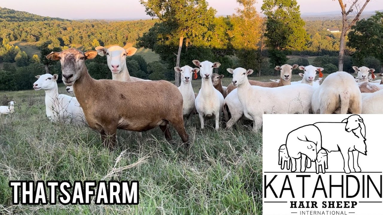 Овцы породы Катадин